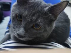 -宠福鑫康馨动物医院·骨科·眼科