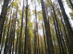 -山王坪喀斯特国家生态公园