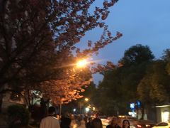 -武汉大学-樱园