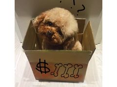 -酷狗靓猫宠物·洗护·美容·寄养(航北路店)