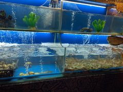 水产区-芭菲盛宴·环球美食(解放碑英利国际店)