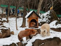 -宫城藏王狐狸村