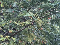 -天目山大树王景区