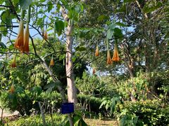 -中国科学院西双版纳热带植物园