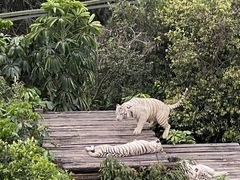 -广州长隆野生动物世界