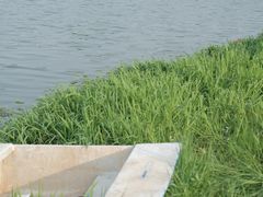 -洋湖国家湿地公园