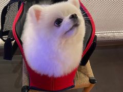 -佐罗家宠物馆·猫文化馆(紫霞路店)