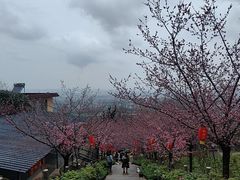 -盛世牡丹苑生态文化旅游区