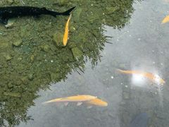 -东巴谷野生菌火锅餐厅
