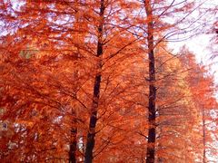 -梁鸿国家湿地公园