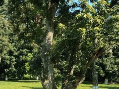 -张坝桂圆林公园