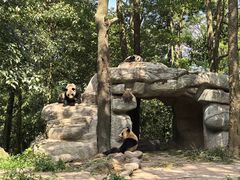 -中国大熊猫保护研究中心雅安碧峰峡基地