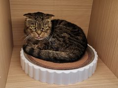 -喵园·猫主题咖啡厅·撸猫·猫咖(国贸店)