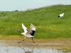 -黑龙江扎龙生态旅游区
