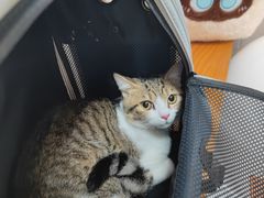 -瑞鹏宠物医院·骨科·猫科·内科(第一中心)