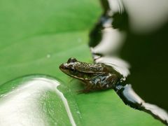 -陈家山荷花公园