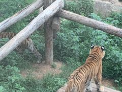 -大连森林动物园