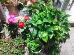-FEI FEI FLOWER鲜花店·气球派对·宝宝宴布置(虹口德必运动Loft店)