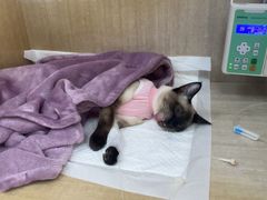 -北京观赏动物医院·24小时大型综合·猫专科·异宠专科