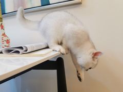 -lincat·猫舍(广州店)