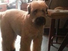 android_upload_pic-百好乐宠物友好餐厅(朝外大街店)