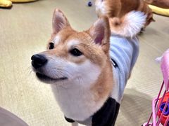 -逗柴咖啡屋·狗咖猫咖宠物桌游