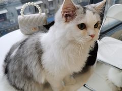 -怪兽屋·羊驼·猫咖·狗咖(俊华广场店)