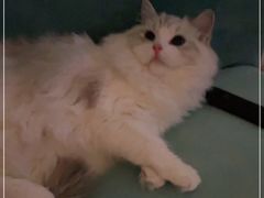 -Bastet sally猫舍购宠(静安店)