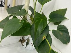 -双季花艺园艺市场(浦东店)