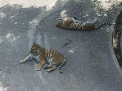 -大连森林动物园