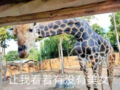 -清迈夜间动物园