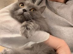 -飞行喵MR PILOT|猫舍·猫咖(静安大融城店)