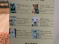 -柴迷FANS CLUB·柴犬狗咖·猫咖