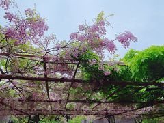 -嘉定紫藤园