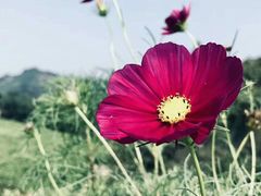 -帐篷客·溪龙茶谷度假酒店