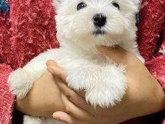 -萌宠之家·腊肠犬·马尔泰·小体犬舍