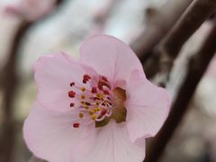 -桃花堤公园