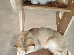 -飞行喵MR PILOT|猫舍·猫咖(静安大融城店)
