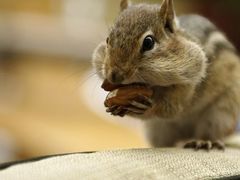 -五营红松林海景区