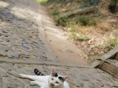 -上海佘山国家森林公园天马山园