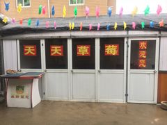 -青浦采草莓天天草莓园