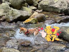 -紫云谷景区