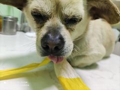 -圣宠动物医院·犬猫专科·影像中心·外科中心