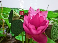 -白洋淀景区