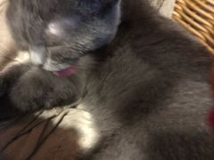 -共舞时光猫咖·狗咖(新街口店)