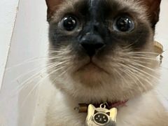 -李小姐の猫咖啡馆(五角场店)