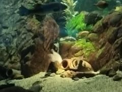 -大阪海游馆