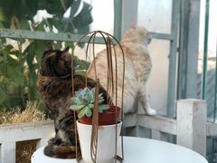 -猫小院猫主题咖啡厅(北锣店)