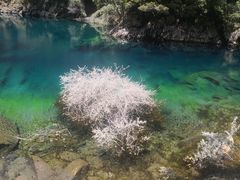 -叠溪松坪沟景区
