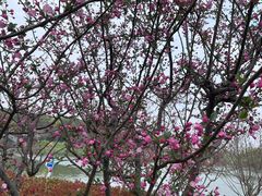 -昆山城市生态森林公园